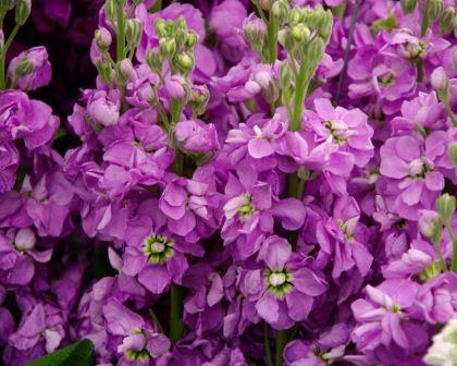 Violet Matthiola Flower Seeds for Planting – Heirloom, Non-GMO, Sun-Loving Organic Garden Seeds