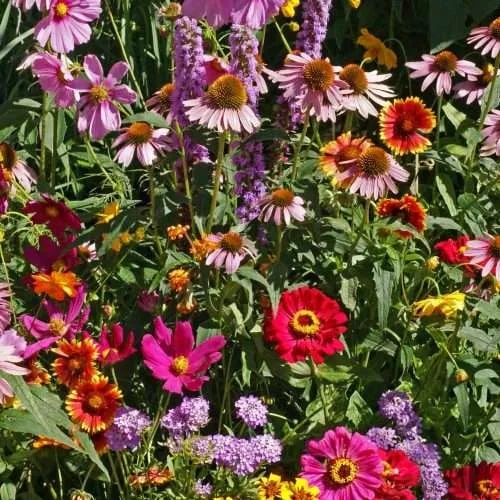 Mixed Perennial Flower Seeds for Planting – Hardy Heirloom, Non-GMO, High Germination Organic Garden Seeds