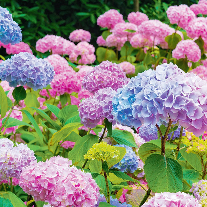 Hydrangea Flower Seeds for Planting – Easy to Grow Heirloom Non-GMO Seeds, High Germination