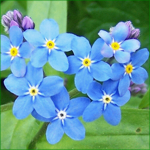 Blue Bellis Perennis Flower Seeds for Planting – Heirloom Non-GMO, High Germination Organic Garden Seeds