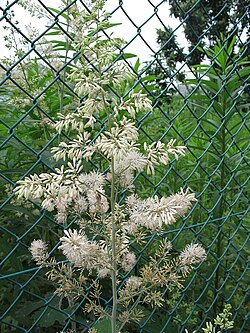 Green Macleaya Cordata Seeds for Planting – Heirloom & Non-GMO Ornamental Plant Seeds for Bold Garden Borders