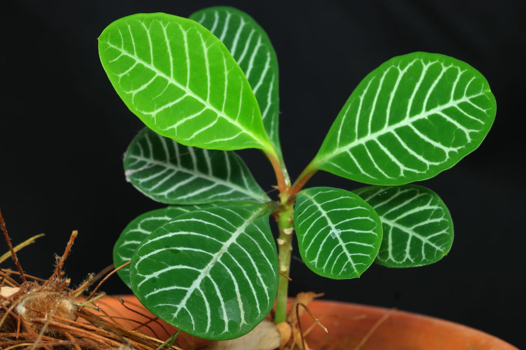 Flower Seeds, Seeds,Seeds For Planting,Plant Seeds