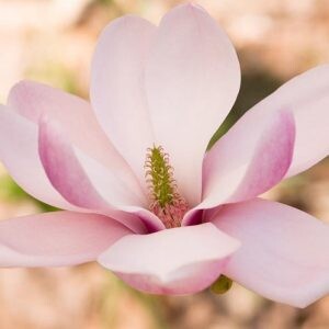 Light Pink Yulan Flower Seeds for Planting – Heirloom Non-GMO, High Germination Organic Garden Seeds