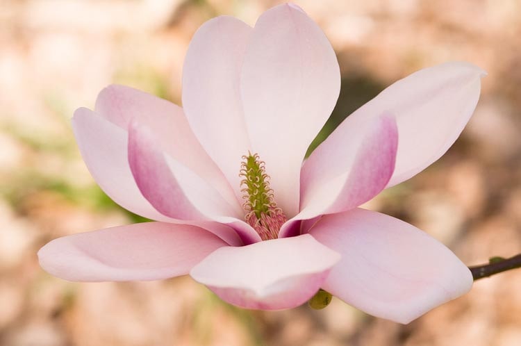 Yulan Magnolia Tulip Flower Seeds for Planting | Heirloom Non-GMO High Germination Garden Seeds