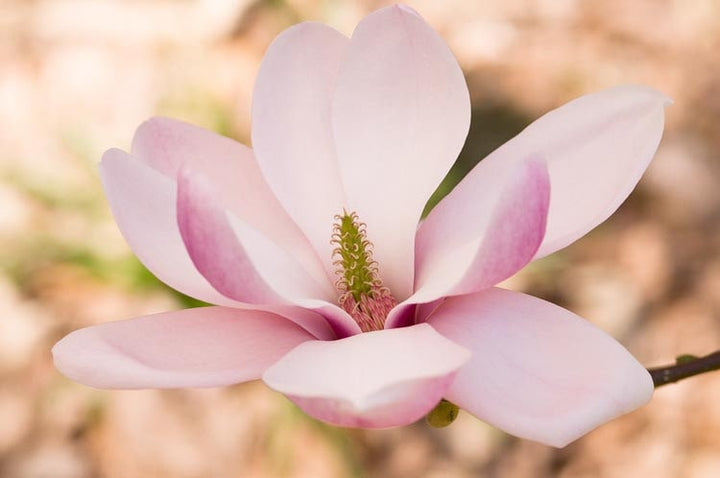 Yulan Magnolia Tulip Flower Seeds for Planting | Heirloom Non-GMO High Germination Garden Seeds
