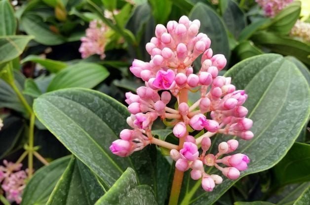 Heirloom Malaysian Orchid Flower Seeds for Planting – Compact Growth, Heirloom & Non-GMO Home Garden