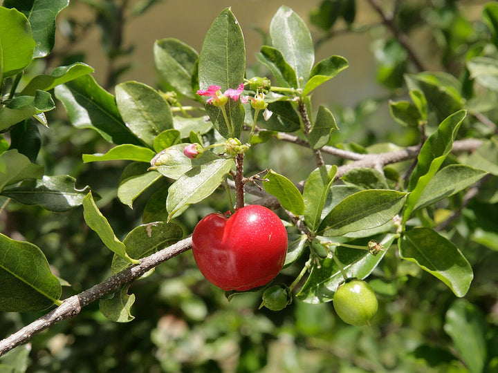 Malpighia Glabra fruit seeds for planting - Heirloom & Non-GMO Garden seeds