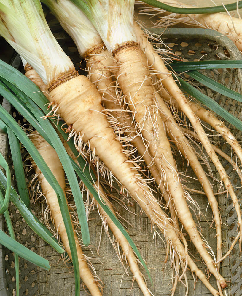 Brown Mammoth Salsify Seeds for Planting – Heirloom & Non-GMO Root Vegetable Seeds for Gourmet Gardens