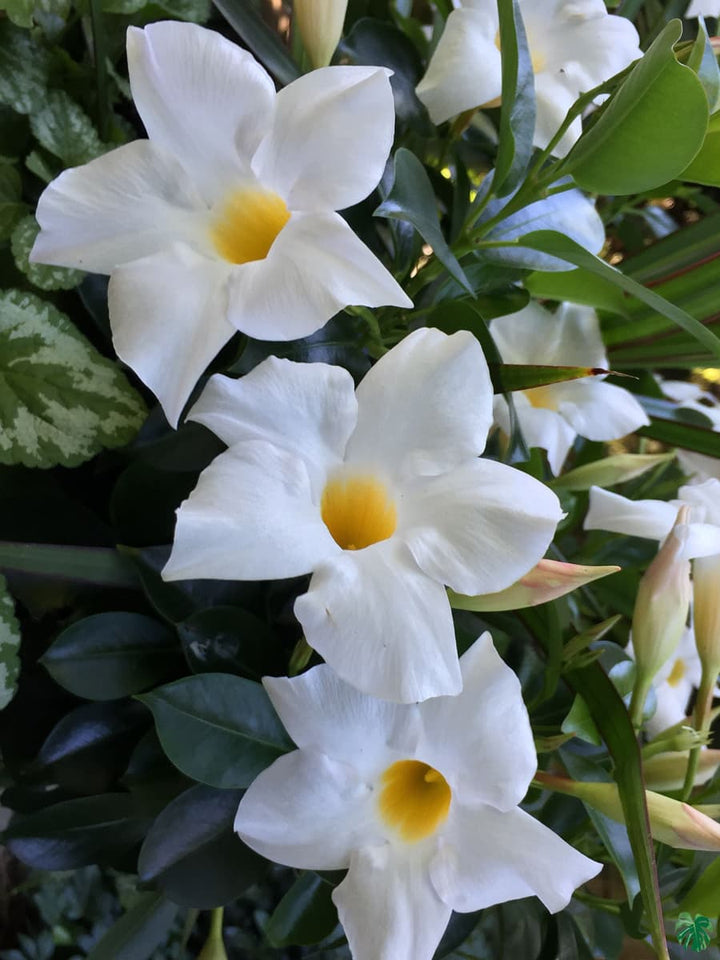 White Mandevilla Flower Seeds for Planting – Cottage Garden Essential, Heirloom, Non-GMO Home Garden