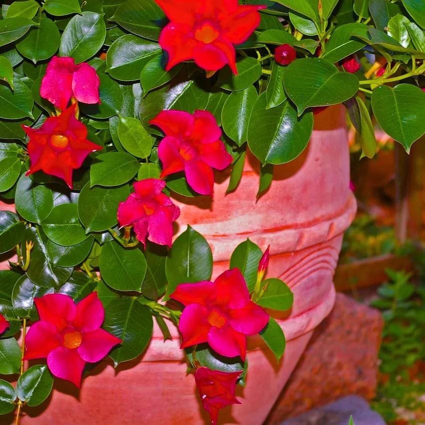 Red Pink Mandevilla Flower Seeds for Planting – Heirloom Non-GMO Seeds, High Germination