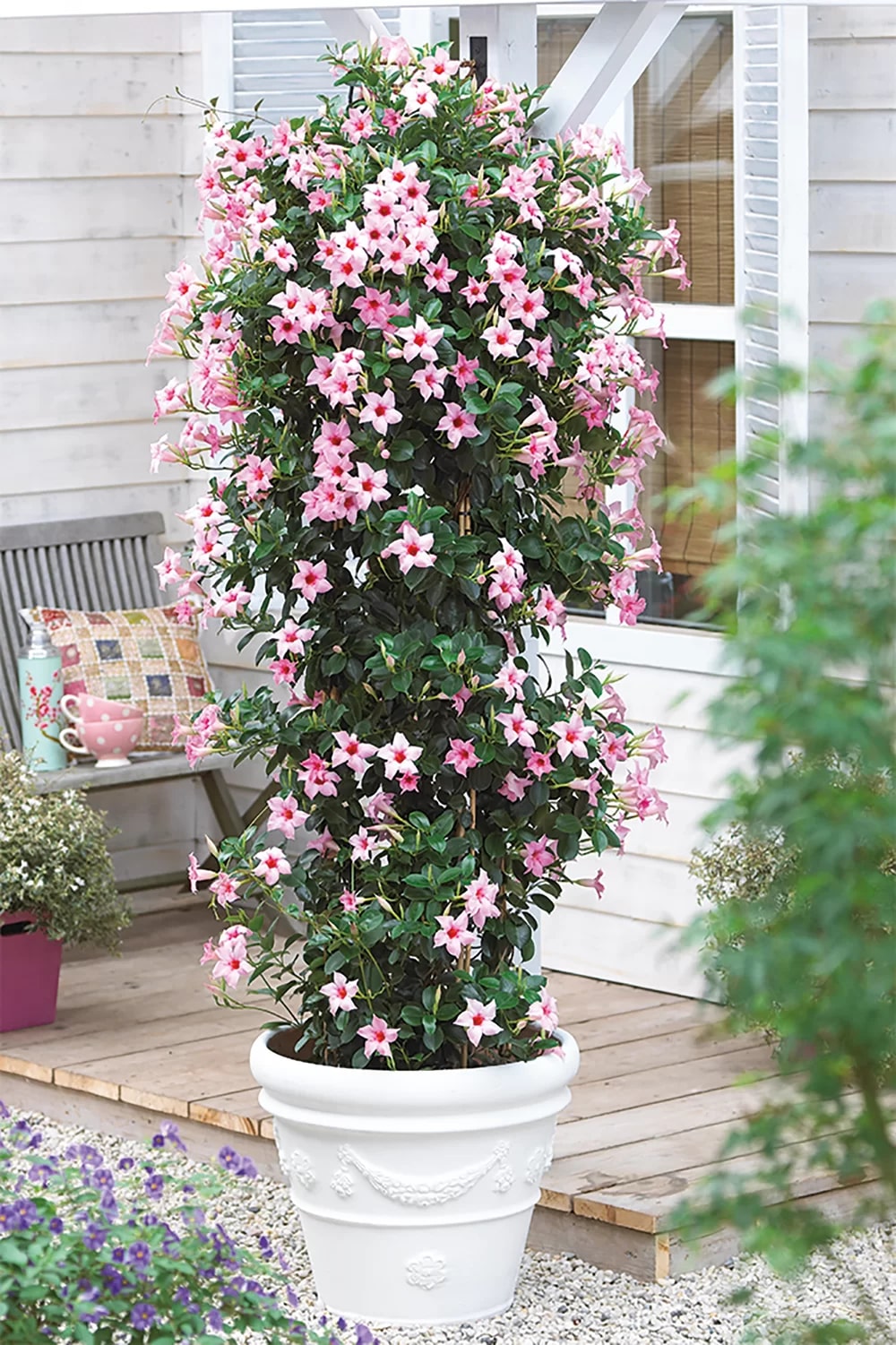 Mandevilla Sanderi Pink White Flower Seeds for Planting – Heirloom, Non-GMO, High Germination Organic Garden Seeds