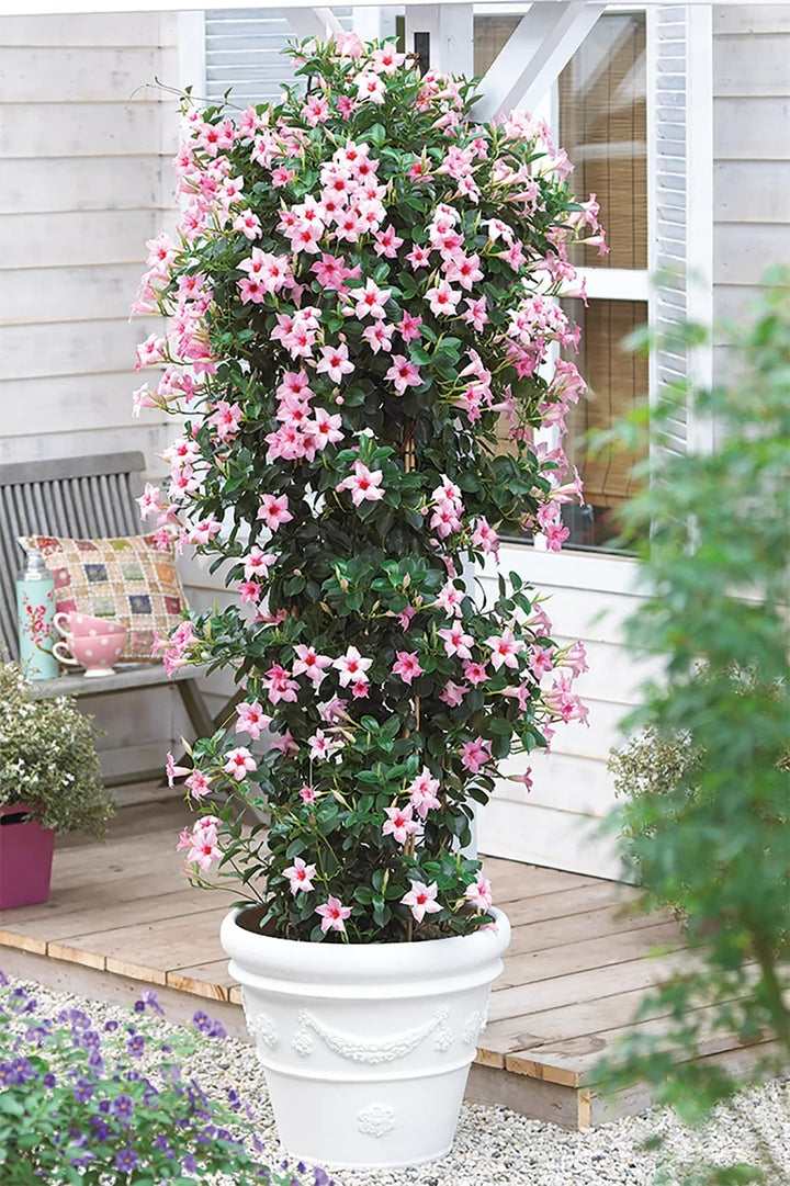 Mandevilla Sanderi Pink White Flower Seeds for Planting – Heirloom, Non-GMO, High Germination Organic Garden Seeds