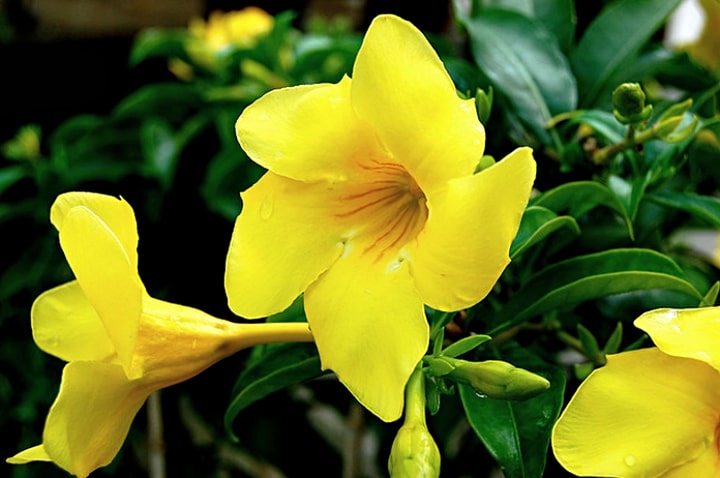 Heirloom Yellow Mandevilla Sanderi Flower Seeds for Planting – Shade Tolerant, Non-GMO, High Germination