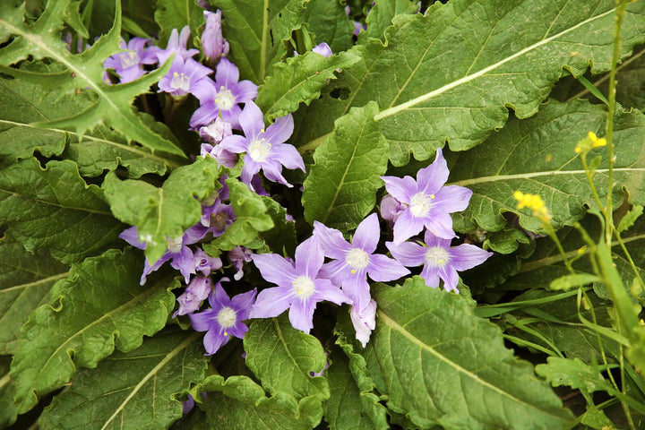 Mandragora Flower Seeds for Planting – Heirloom Non-GMO, High Germination Organic Garden Seeds