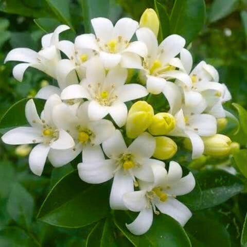 Flower Seeds, Seeds,Seeds For Planting,Plant Seeds
