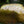 Artocarpus Breadfruit Fruit Seeds for Planting – Heirloom Non-GMO Tropical Tree Seeds with High GerminationSeeds