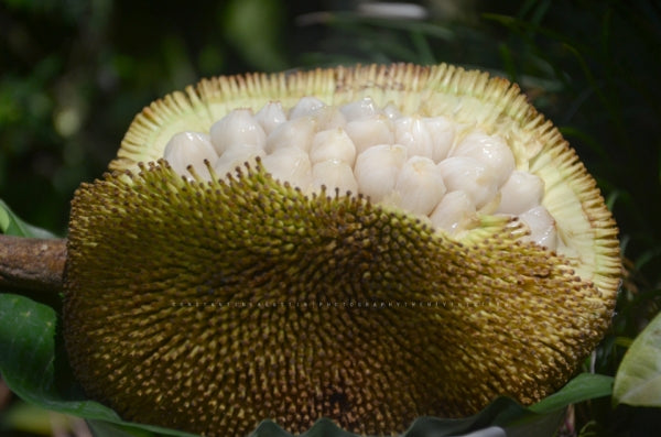 Artocarpus Breadfruit Fruit Seeds for Planting – Heirloom, Non-GMO Tropical Tree Seeds