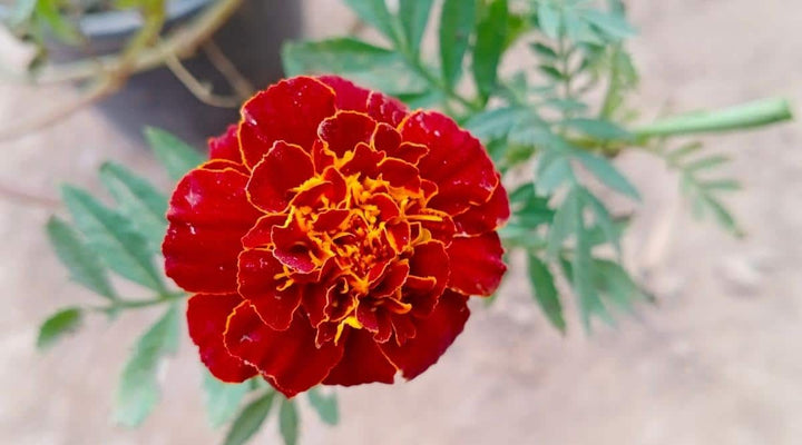 Red Perennial Flower Seeds for Planting – Pollinator Friendly, Heirloom, Non-GMO Home Garden
