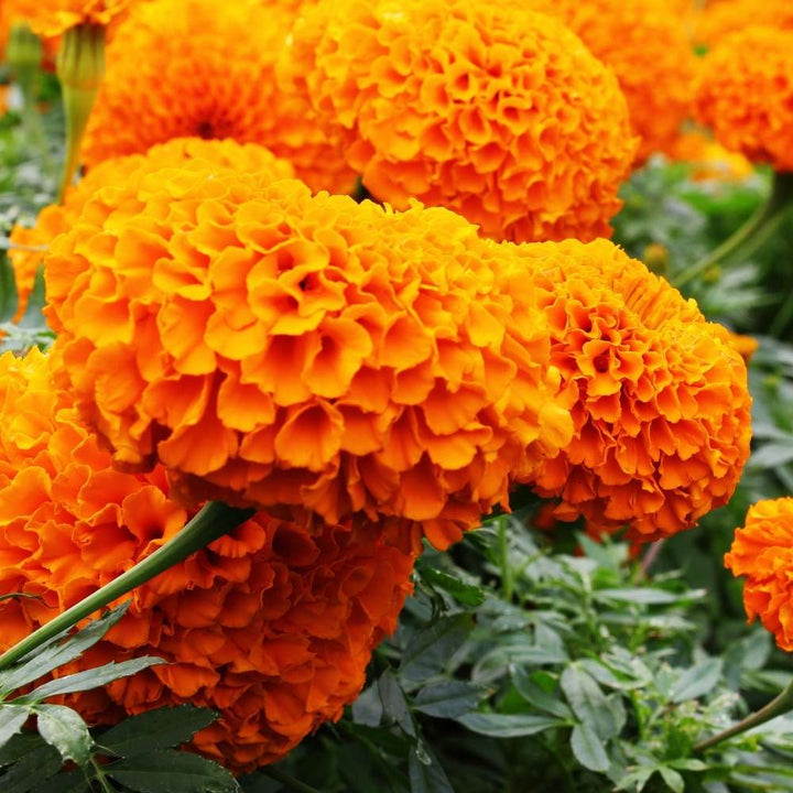 Marigold Flower Seeds for Planting Red Orange – Wildflower Mix, Heirloom, Non-GMO, High Germination Organic Garden Seeds
