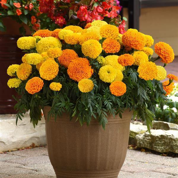Mixed African Marigold Flower Seeds for Planting – Sun Loving, Heirloom, Non-GMO, High Germination