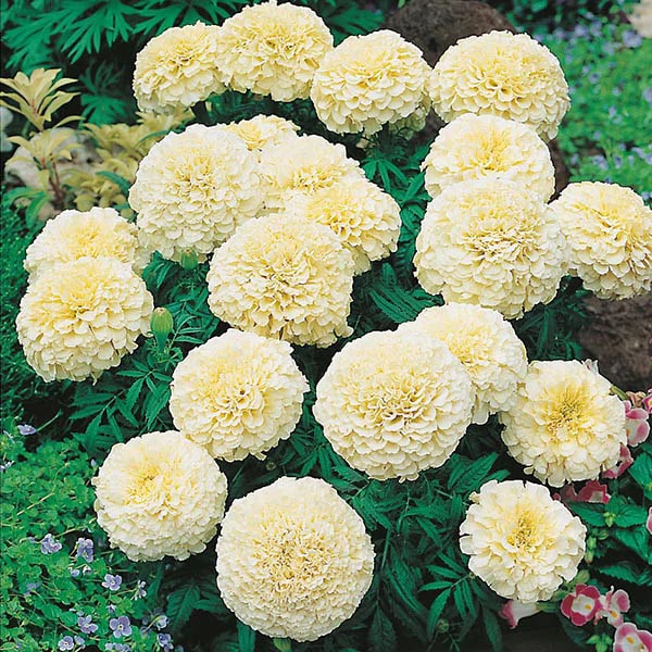 Cream Marigold Flower Seeds for Planting – Heirloom, Non-GMO, High Germination Organic Garden Seeds