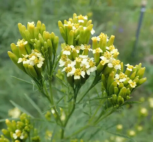 Huacatay Flower Seeds for Planting – Heirloom Non-GMO, High Germination Organic Garden Seeds