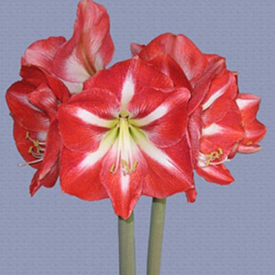 Maroon Red Green Amaryllis Flower Seeds for Planting – Heirloom, Non-GMO, High Germination Organic Garden Seeds