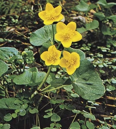 Marsh Marigold Flower Seeds for Planting - Hardy Heirloom, Non-GMO, High Germination Organic Garden Seeds