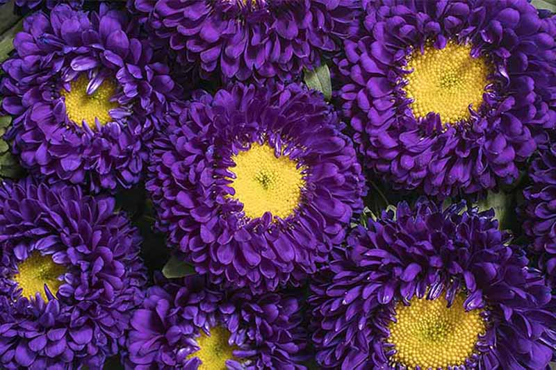 Dark Violet China Aster Flower Seeds for Planting – Heirloom, Non-GMO, High Germination