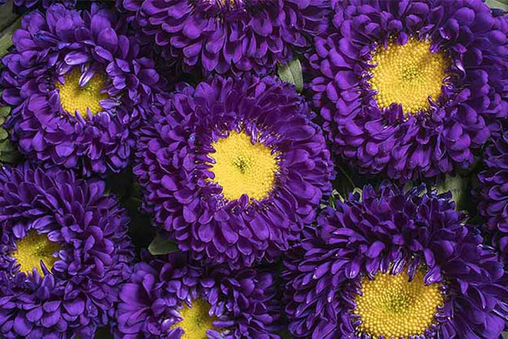 Dark Violet China Aster Flower Seeds for Planting – Heirloom, Non-GMO, High Germination