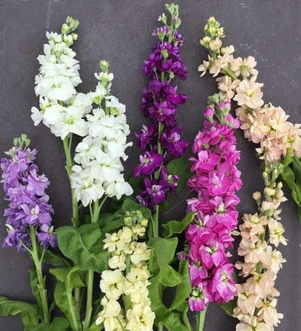 Matthiola Flower seeds for Planting Heirloom Non-GMO Seeds for Home Garden High Germination Organic Garden Seeds