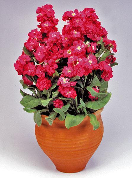 Red Matthiola Incana Flower Seeds for Planting – Heirloom Non-GMO Organic Garden Seeds, High Germination