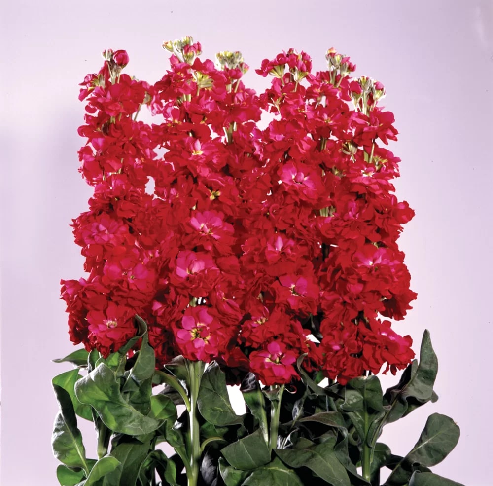 Red Matthiola Incana Flower Seeds for Planting – Heirloom Non-GMO Organic Garden Seeds, High Germination