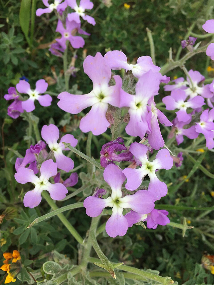 Light Purple Nasturtium Flower Seeds for Planting – Heirloom, Non-GMO, High Germination Organic Garden Seeds