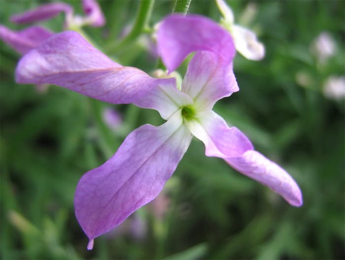 Violet Evening-Scented Flower Seeds for Planting – Heirloom Non-GMO High Germination Organic Garden Seeds