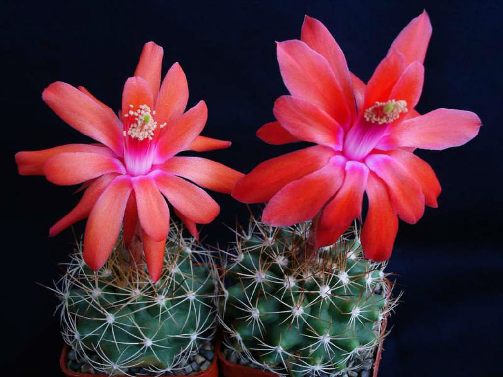 Red Matucana Flower Seeds for Planting – Heirloom Non-GMO, High Germination Organic Garden Seeds