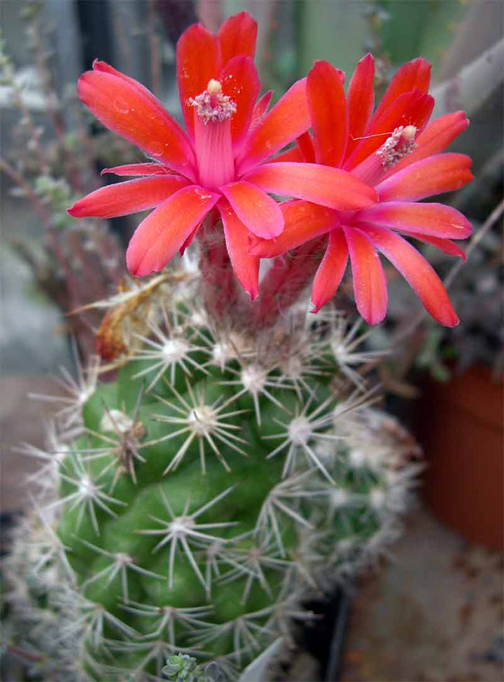 Red Matucana Flower Seeds for Planting – Heirloom Non-GMO, High Germination Organic Garden Seeds