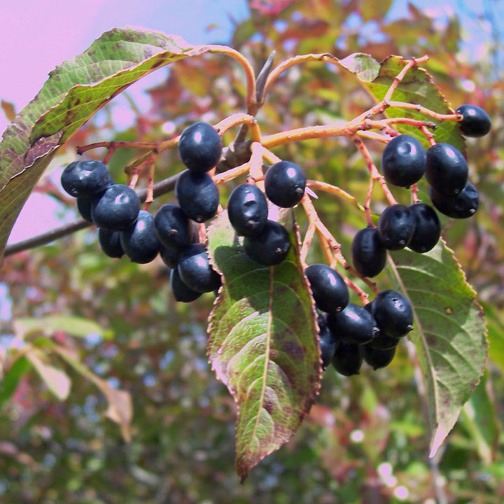 Nanny Berry fruit seeds for planting - Heirloom & Non-GMO Garden seeds, sweet unique berries for garden enthusiasts