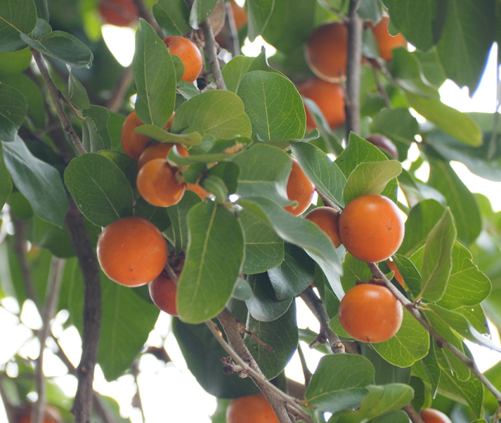 Ebony Fruit Seeds for Planting – Heirloom & Non-GMO Garden seeds, rare ornamental fruits for unique garden appeal