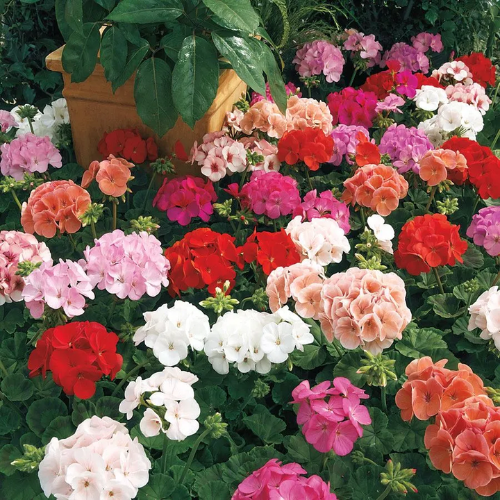 White Mix Pelargonium Flower Seeds for Planting – Heirloom, Non-GMO, High Germination Variety