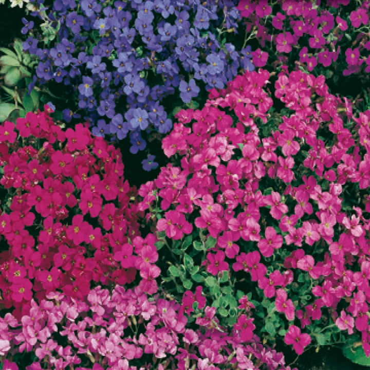 Mixed Aubrieta Flower Seeds for Planting – Heirloom, Non-GMO, High Germination Organic Garden Seeds