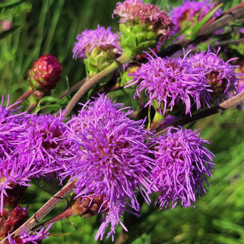 Flower Seeds, Seeds,Seeds For Planting,Plant Seeds