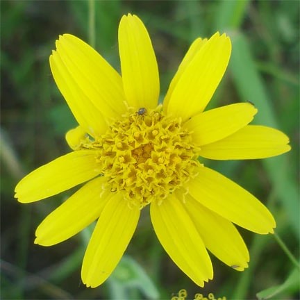 Yellow Meadow Arnica Flower Seeds for Planting – Heirloom, Non-GMO, High Germination Organic Garden Seeds
