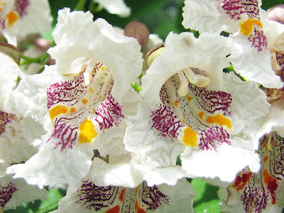Catalpa Speciosa Seeds – Northern Catalpa Tree Seeds for Planting, Fast-Growing Shade Tree