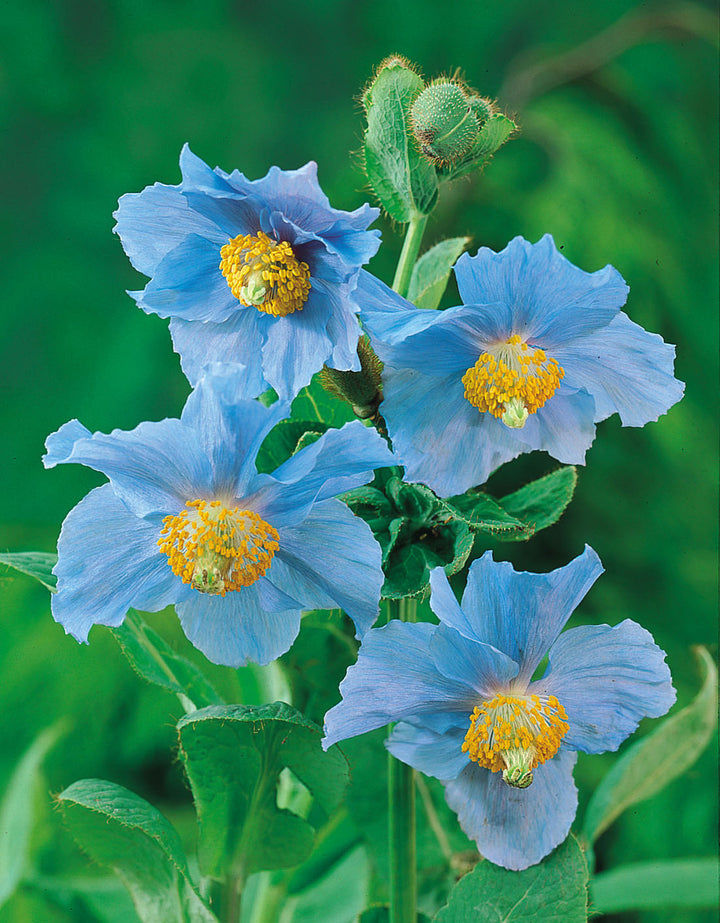 Meconopsis Flower Seeds for Planting – Heirloom Non-GMO, High Germination Organic Garden Seeds