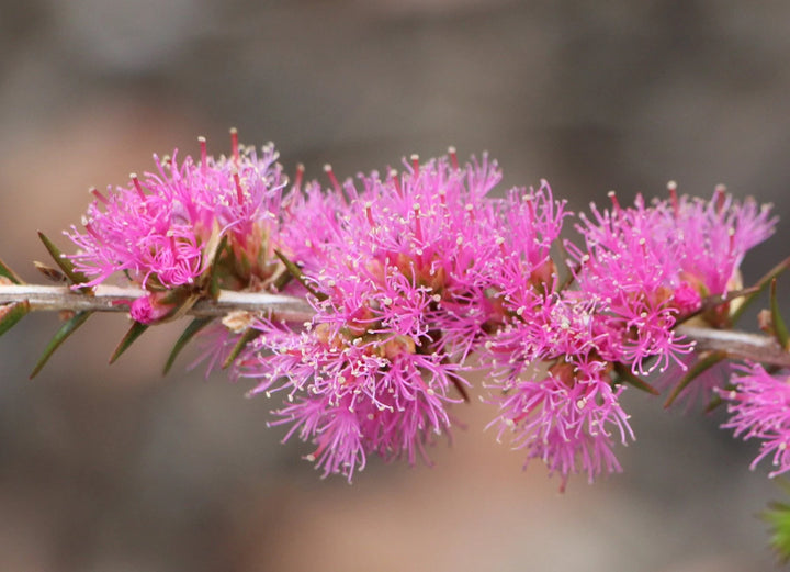 Pink Melaleuca Flower Seeds for Planting – Unique Fragrant Blooms