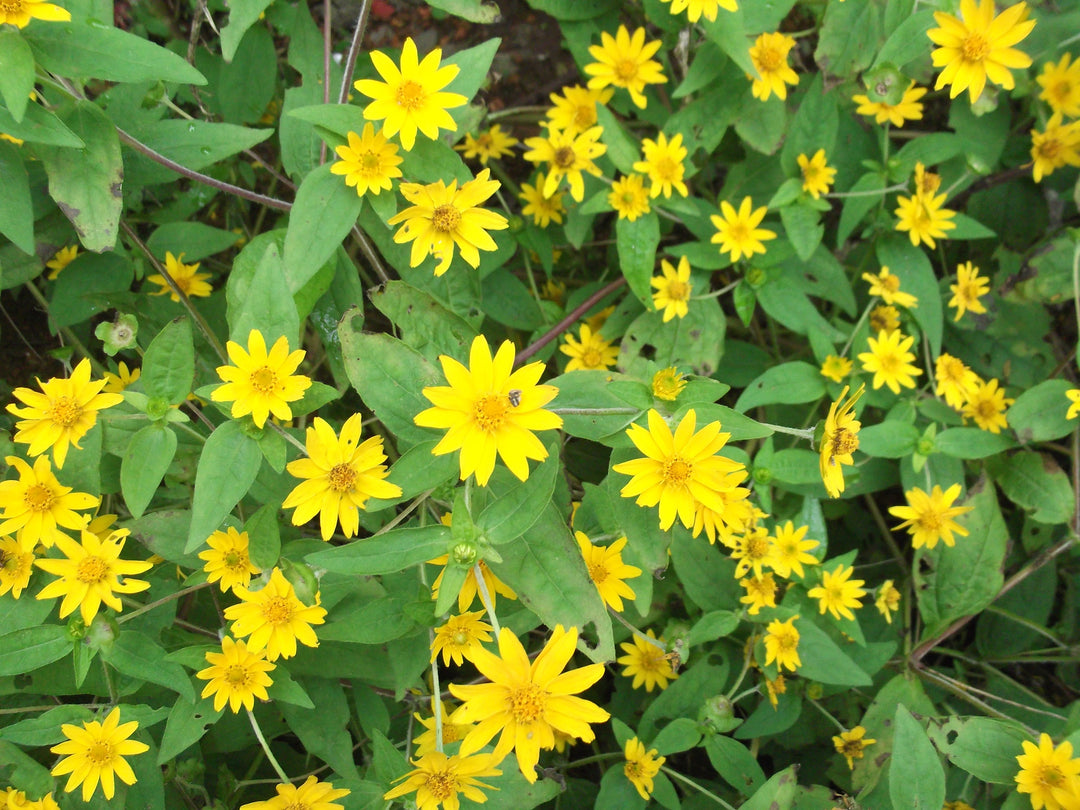 Flower Seeds, Seeds,Seeds For Planting,Plant Seeds