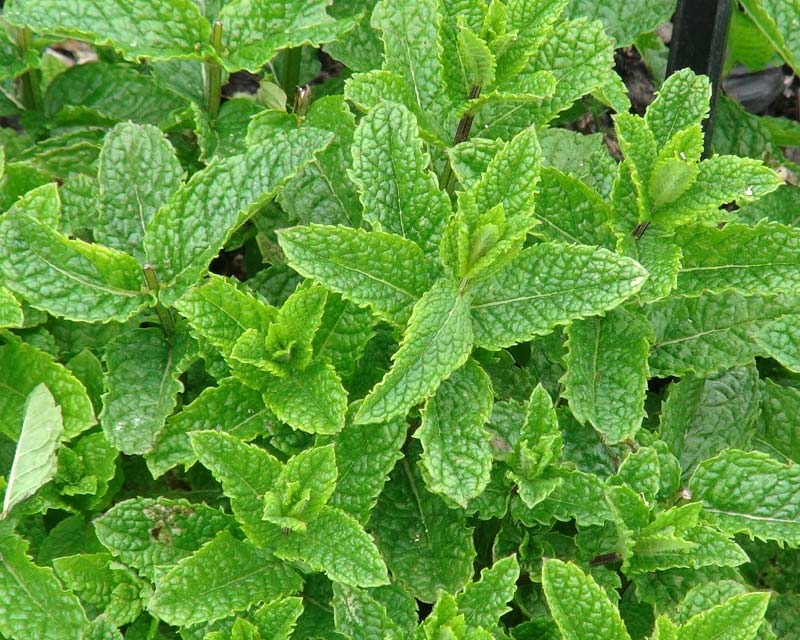 Green Mentha Spicata Spearmint Herb Seeds – Heirloom, Non-GMO Herb for Year-Round Garden Planting