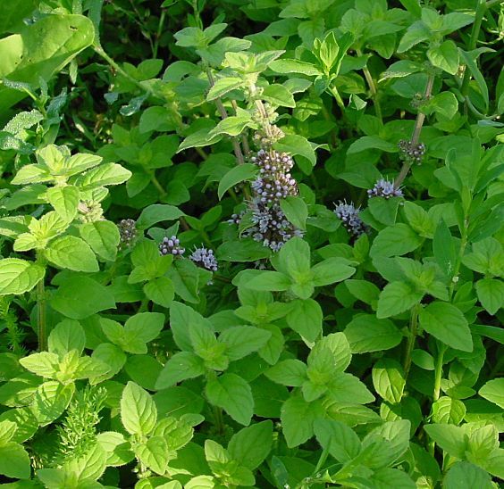 Green Mentha Arvensis Mint Herb Seeds – Heirloom, Non-GMO Flavorful Seeds for Garden Planting