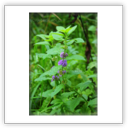 Pulegium Herb Seeds – Heirloom, Non-GMO Naturally Fresh Seeds for Garden Planting